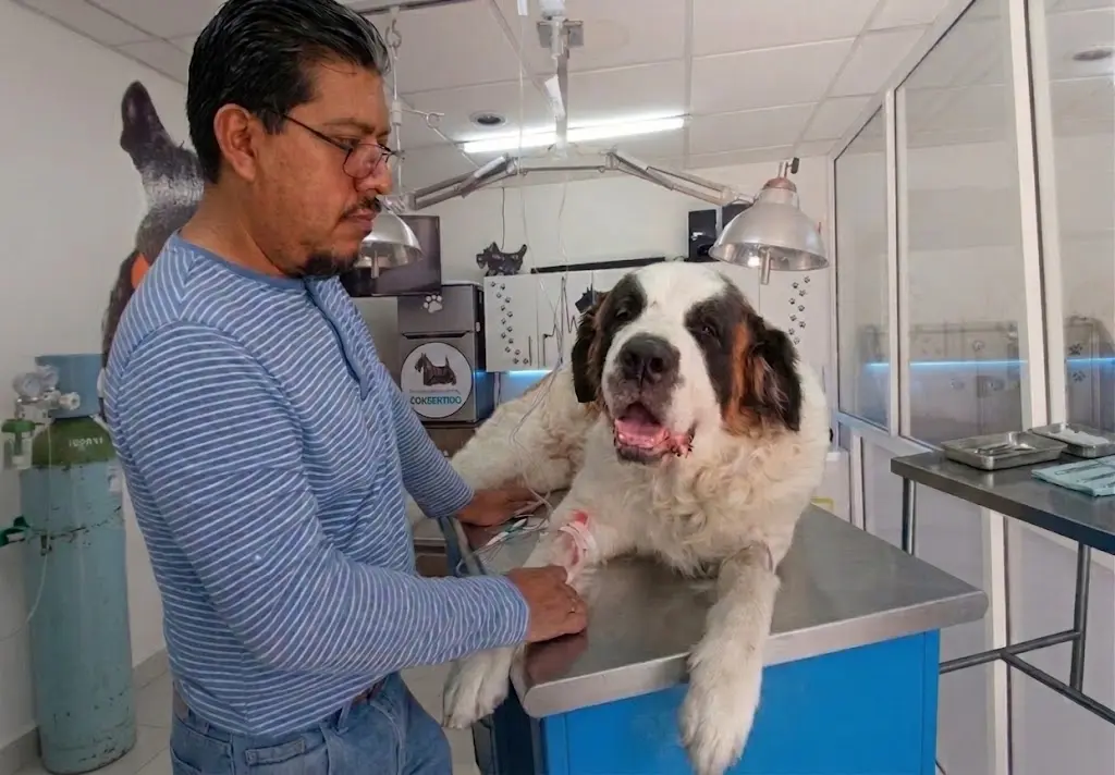 Consultas veterinarias